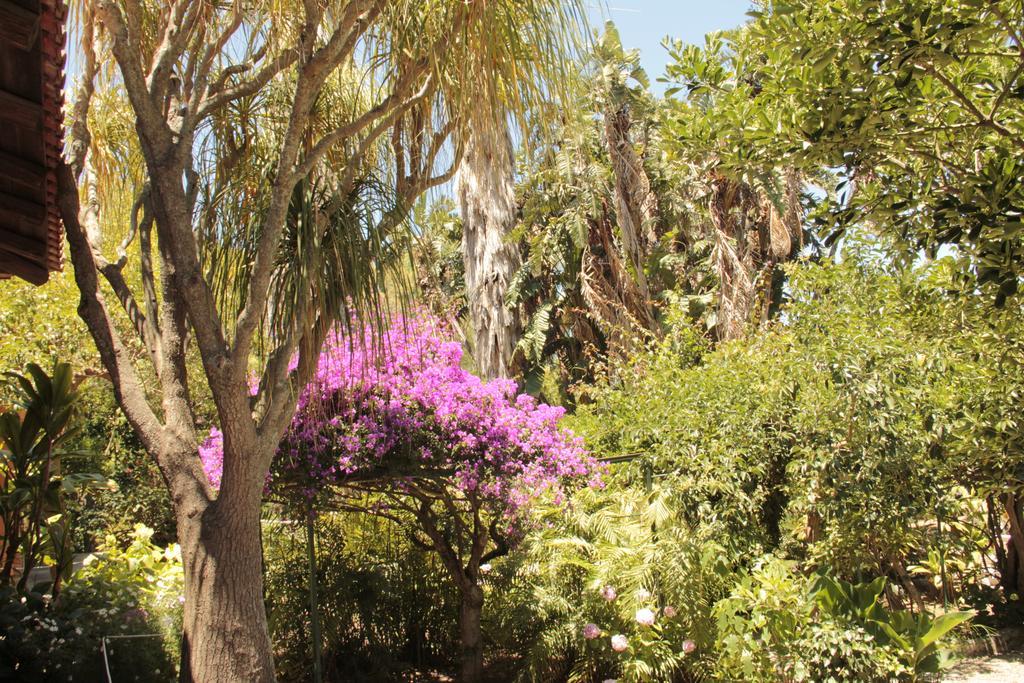 Le Palme Garden Villa San Giorgio  Exteriör bild