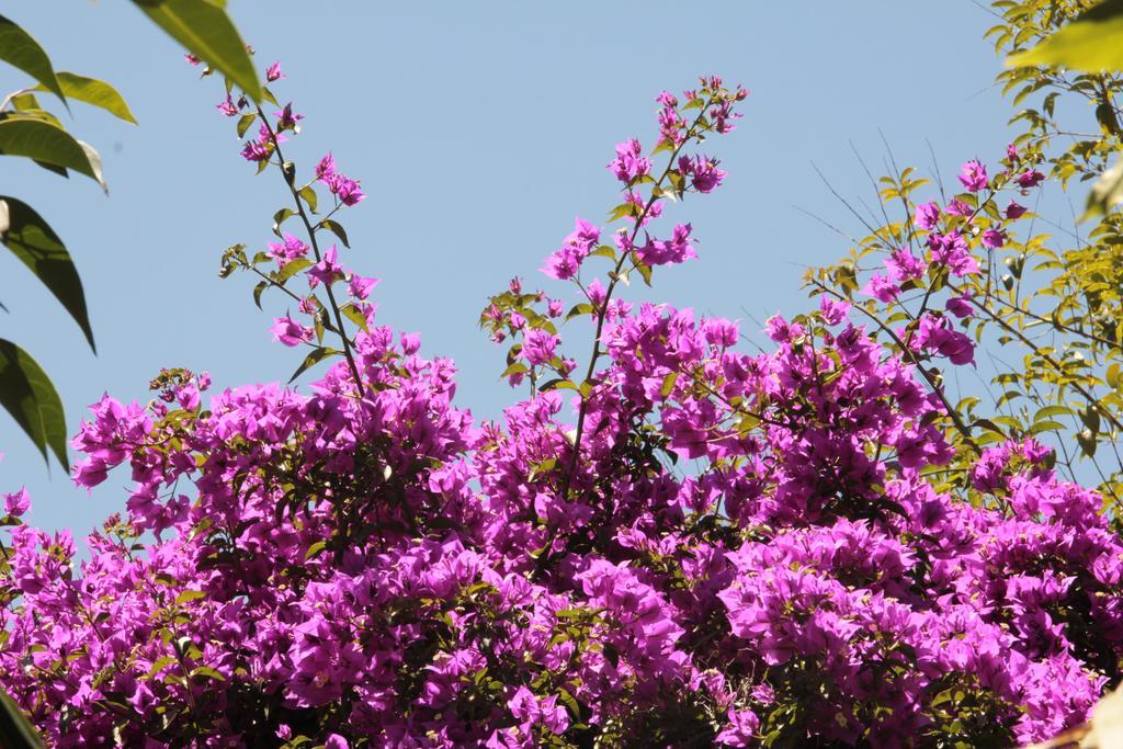 Le Palme Garden Villa San Giorgio  Exteriör bild